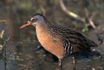 Click for hi-resolution image of a Virginia Rail.